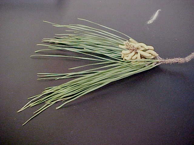 Loblolly Pine male twig