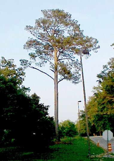Loblolly Pine mature tree