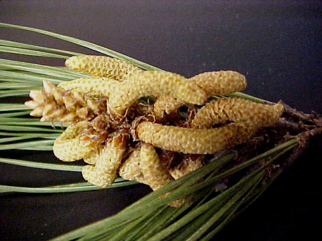 Loblolly Pine pollen cones