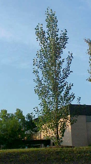 01_Lombardy Poplar young tree