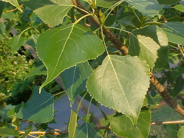Lombardy Poplar leaves
