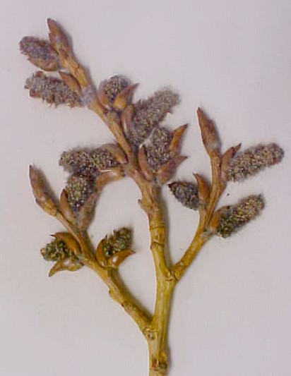 Lombardy Poplar male flowers
