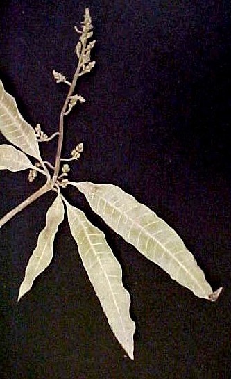 Mango branch