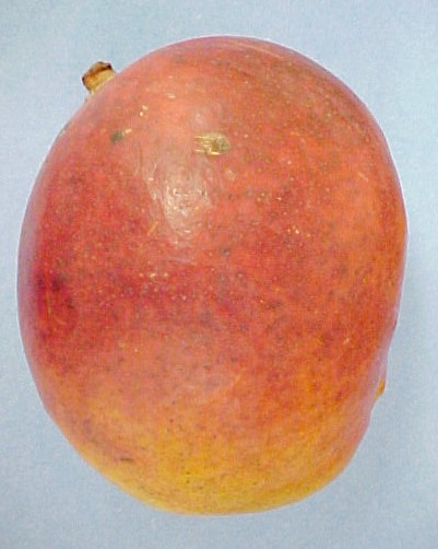 Mango fruit