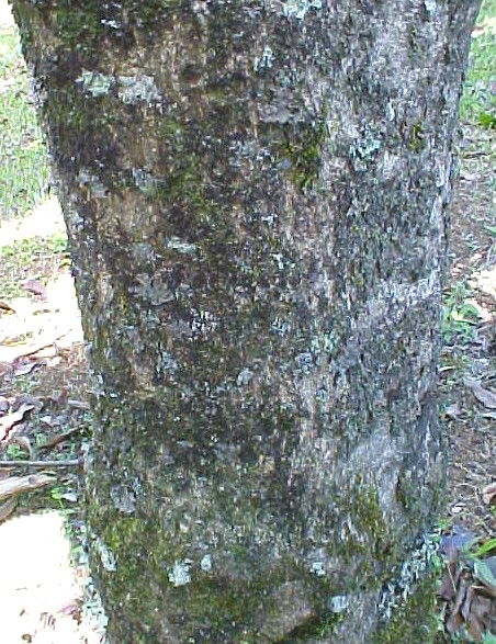 Mango trunk