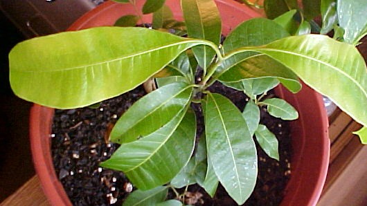 Mango young plant