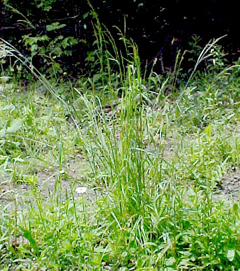 01_Meadow Fescue plant