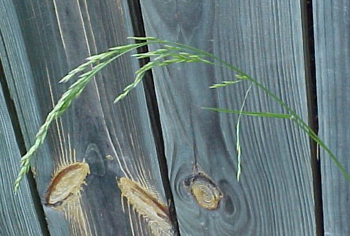 Fescue blooming top