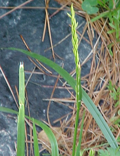 Fescue young plant