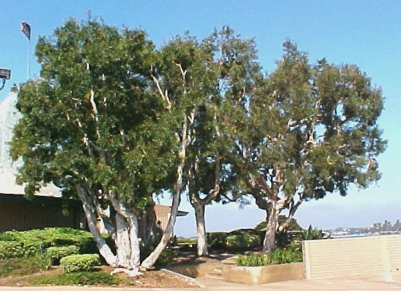 01_Melaleuca trees