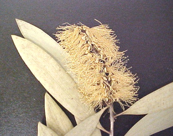 Melaleuca flowers