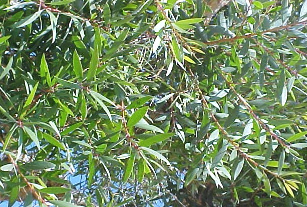 Melaleuca foliage