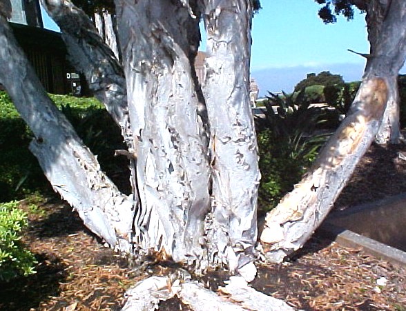 Melaleuca trunks