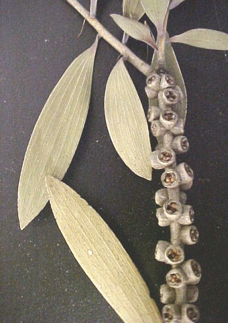 Melaleuca twig and fruit