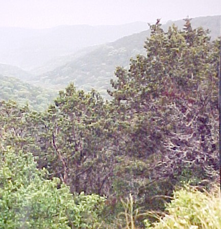 01_Mountain Cedar trees