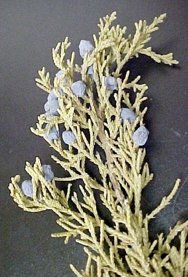 Mountain Cedar fruiting twig