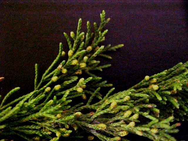 Mountain Cedar male flwrs