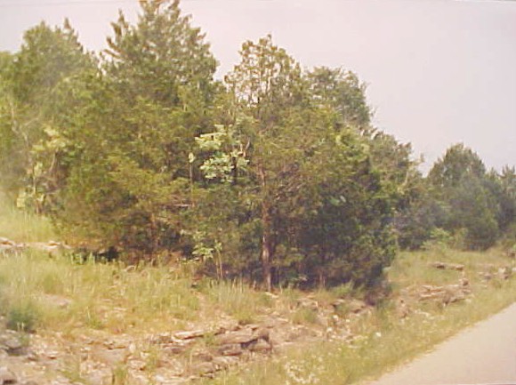 Mountain Cedar young trees