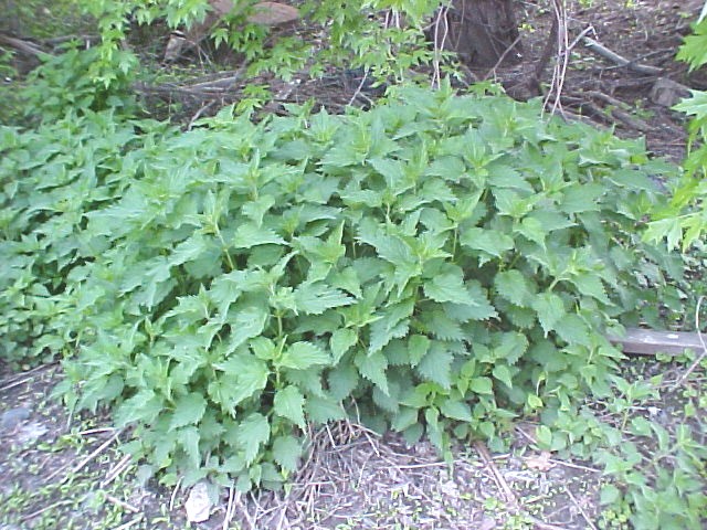 01_Nettle clump