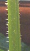 Nettle hairs closeup