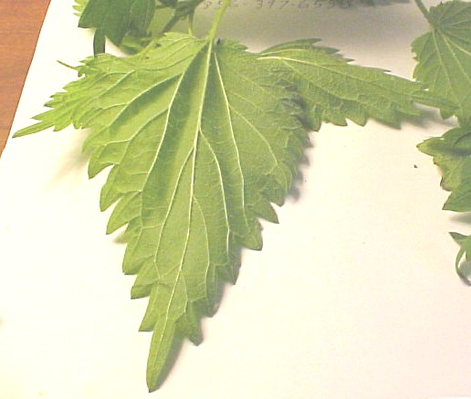 Nettle leaf