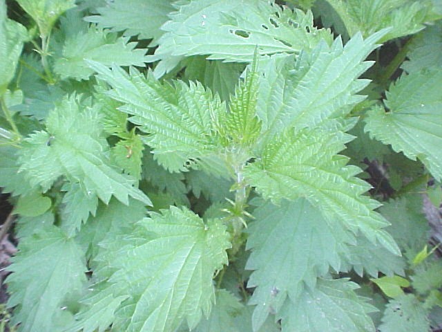 Nettle leaves