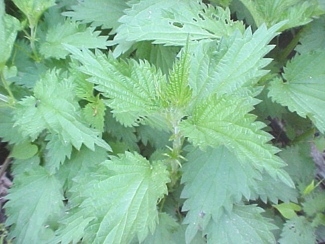 Nettle Allergy Info