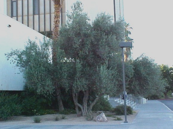 01_Olive tree