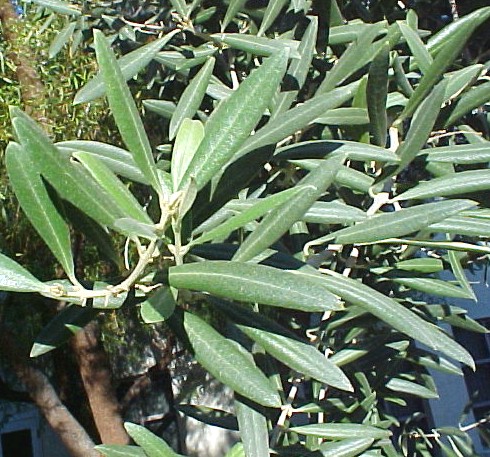 Olive foliage