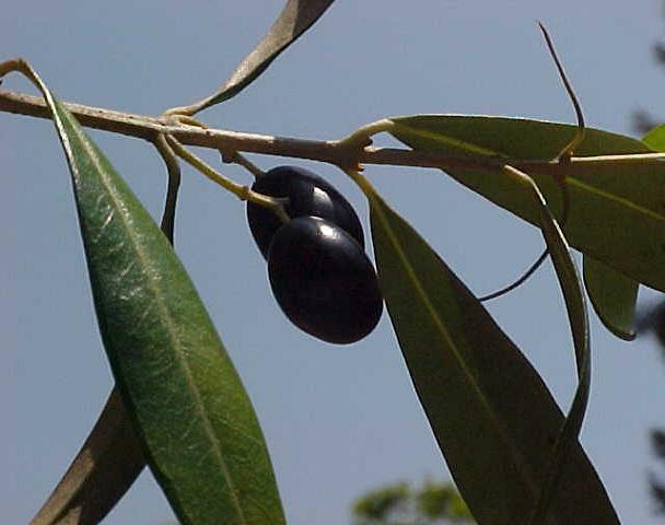 Olive fruit