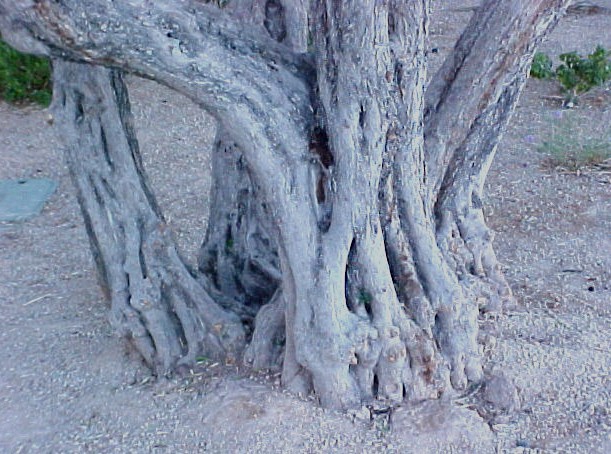Olive multiple trunk