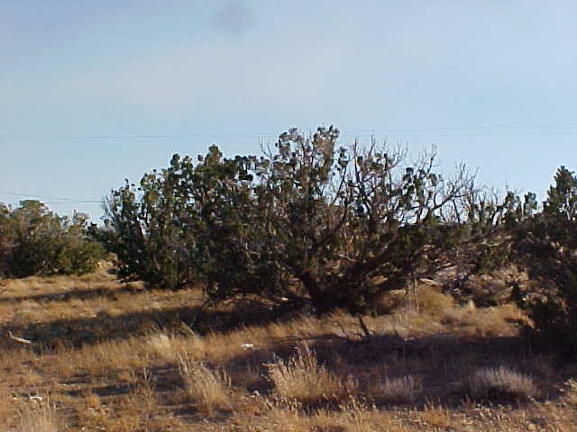 01_Oneseed Juniper tree