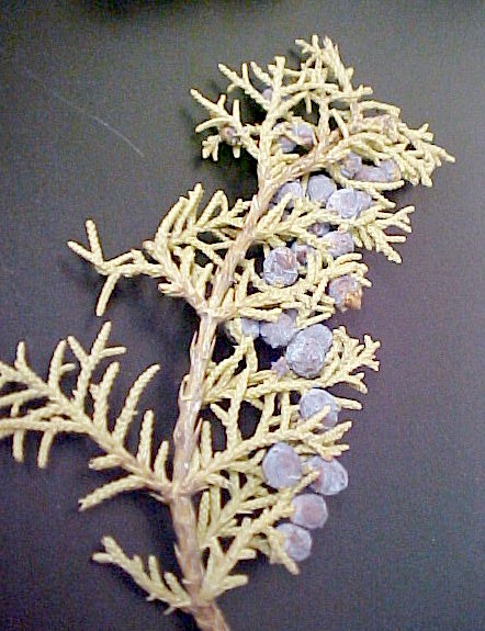 Oneseed Juniper fruiting twig