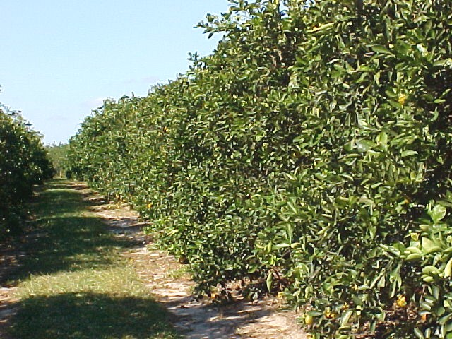 01_Orange grove