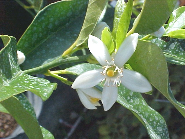 Orange flower