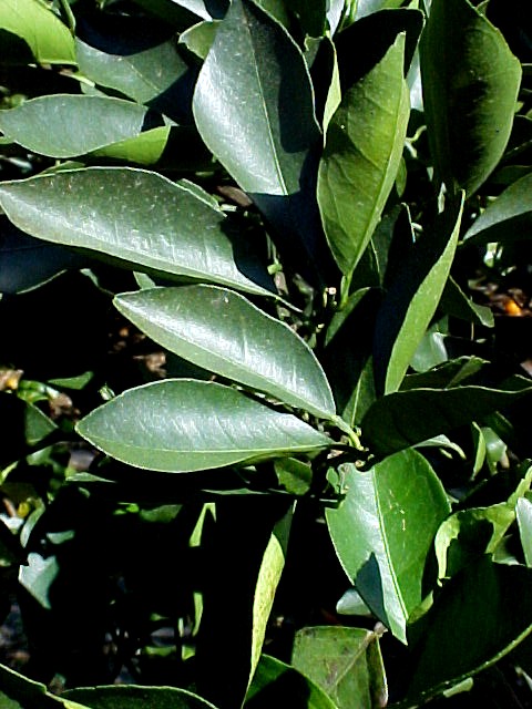 Orange foliage on tree
