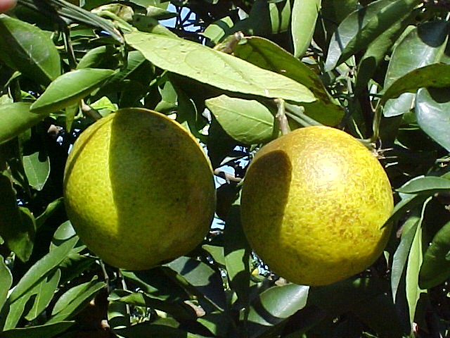 Orange fruits on tree