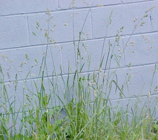 01_Orchard Grass plants