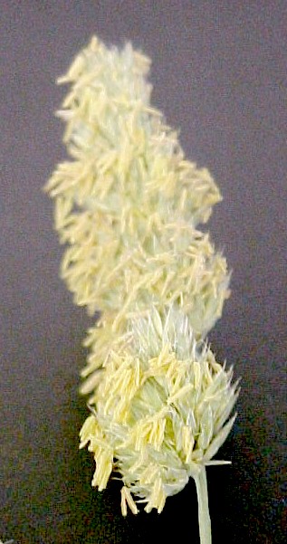Orchard Grass flower closeup