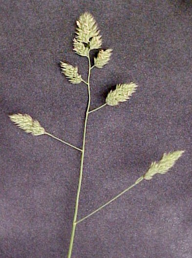 Orchard Grass flowers