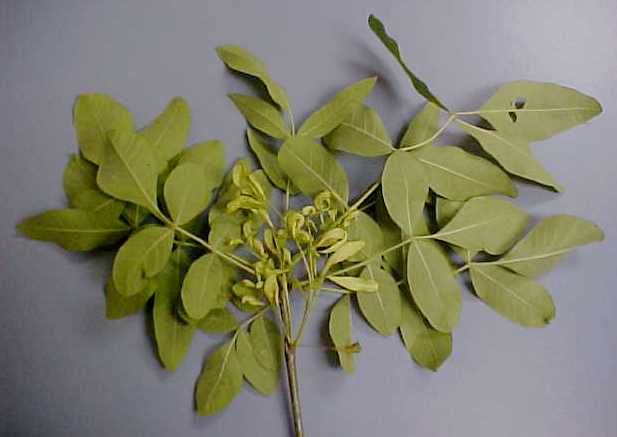 Oregon Ash female twig