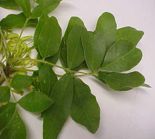 Oregon Ash leaves top