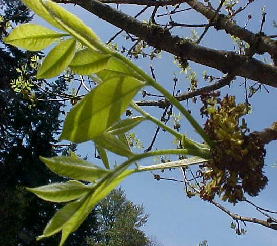 Oregon Ash male twig