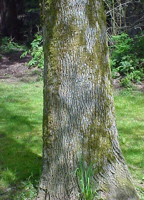 Oregon Ash trunk