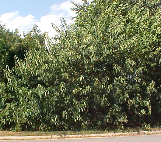 01_Paper Mulberry tree
