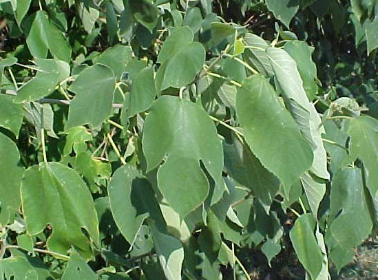 Paper Mulberry foliage