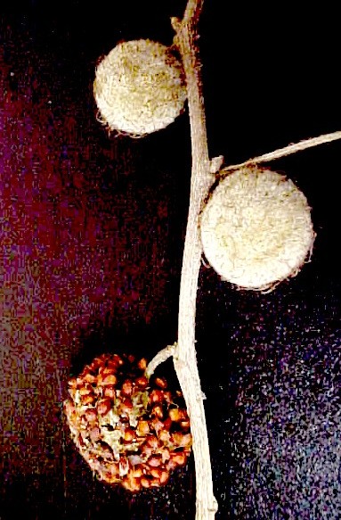 Paper Mulberry fruit