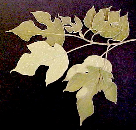 Paper Mulberry young leaves