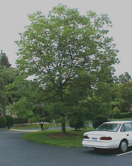 01_Pecan tree