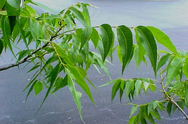 Pecan branch